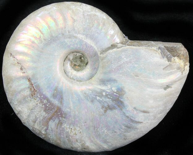 Silver Iridescent Ammonite - Madagascar #29896
